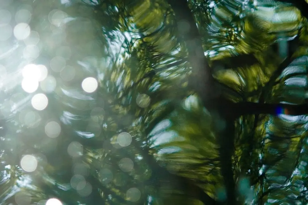 Fogliame verde astratto illuminato dal sole, effetto bokeh